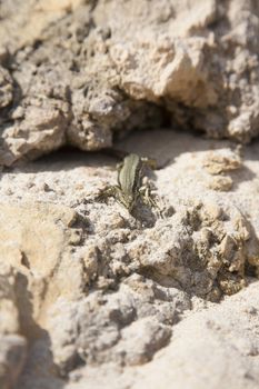 lizard on sandy rock in a beach of Asturias Spain