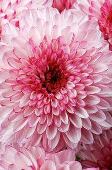 Background of Big Beautiful Pink and White Chrysanthemum closeup