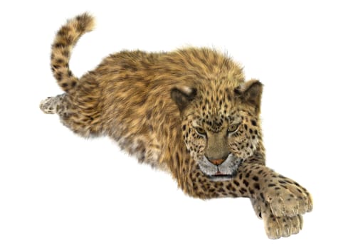 3D digital render of a big cat leopard resting isolated on white background