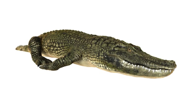 3D digital render of an American alligator isolated on white background