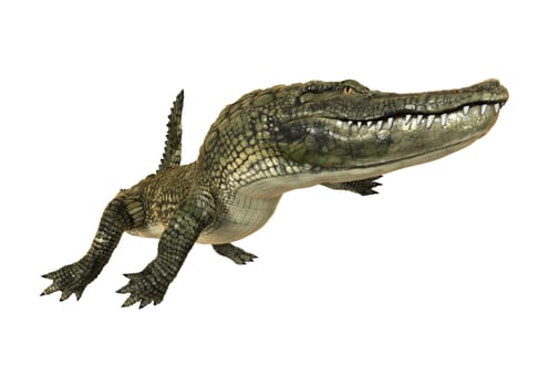 3D digital render of an American alligator isolated on white background