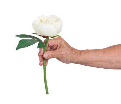 Old hand giving a rose, isolated on white