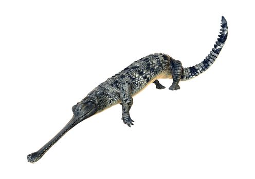 3D digital render of a gharial or Gavialis gangeticus, or gavial, or fish-eating crocodile isolated on white background