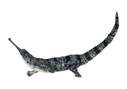 3D digital render of a gharial or Gavialis gangeticus, or gavial, or fish-eating crocodile isolated on white background