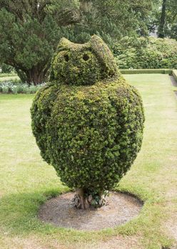 big green buxus tree in english garden pruned as an owl bird