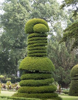 very big pruned buxus tree in special form