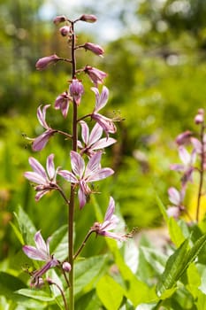 Pink flowers on a stalk in the field