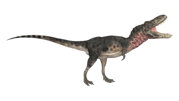 3D digital render of a dinosaur tarbosaurus isolated on white background