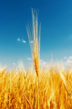 golden harvest and deep blue sky