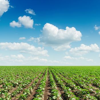 green sunflowers field and blue sky with clouds