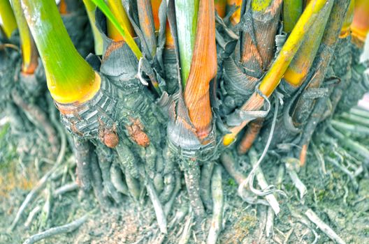 Close-Up Of green color Tree