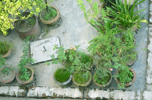 Close-Up Of Garden in house