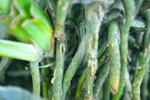 Close-Up Of green color Tree