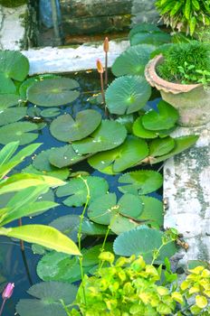 Close-Up Of Garden in house