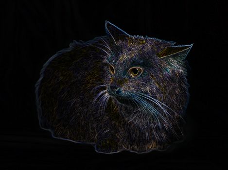 Portrait of a cat on a black background closeup