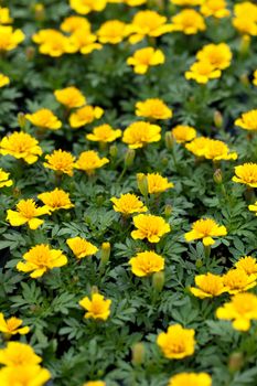 Yellow marigold flower plants macro closeup with a shallow depth of field.