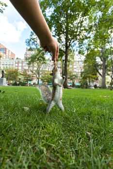 Feeding a wild squirrel a peanut in a public park located in Boston Massachusetts.