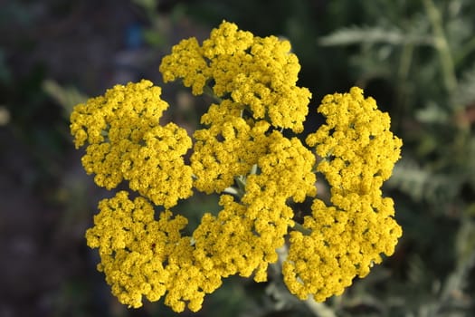 Close-up from a yarrow in the Summer.