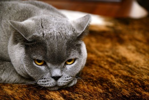 Portrait photo of a tired british blue cat with amber eyes. Taken in Germany.