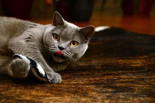 Portrait photo of a british blue cat playing with pillow. Taken in Germany.
