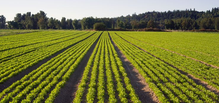 A Washington State herb farm grows plants for cunsumption
