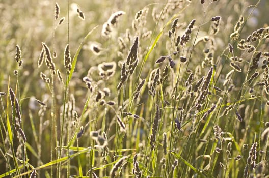 dewy summer midsummer meadow grass and morning sunlight. Nature background