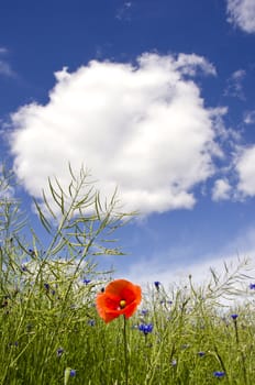 red poppy in rapeseed agriculture plants after blossoming and white clouds