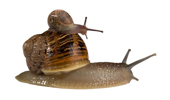 Small snail hitching a ride on a big snail's shell