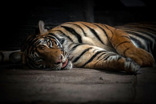 bengal tiger sleeping on floor