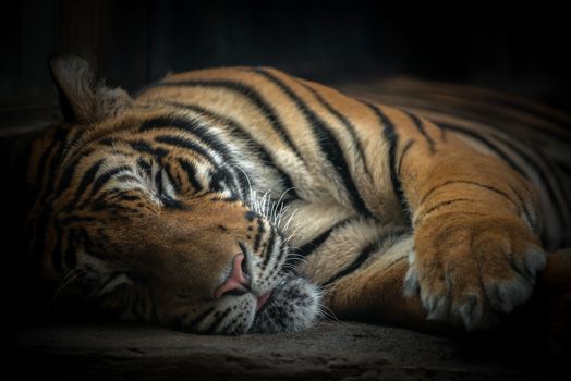 bengal tiger sleeping on floor