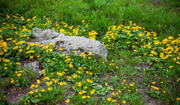 Wild flowers on rock in Fagaras mountain, Romania