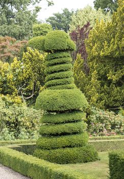 very big pruned buxus tree in special form