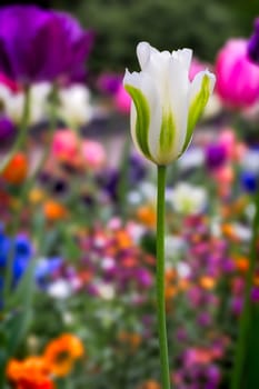 Colorful spring flower with tulip (lat. Tulipa)