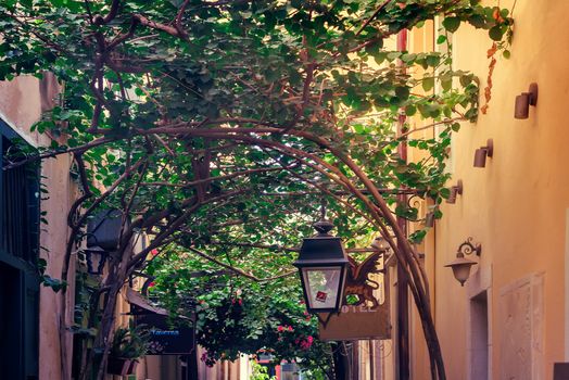 Narrow street with old buildings and intertwining at the top of plants in the old part of the city Remme, Crete, Greece