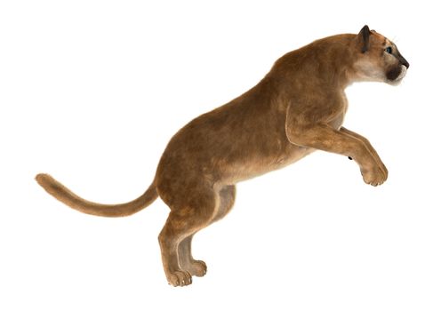 3D digital render of a big cat puma ready to jump isolated on white background