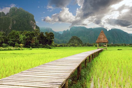 Wooden bridge leading to gazebo in the middle of rice field at Vang Vieng, Loas