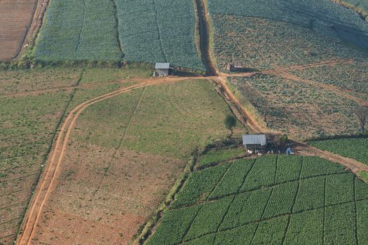 Small cottage in a middle of cabbage field