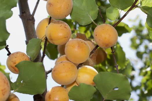 typical apricots of Ligurian riviera called valleggia on the tree