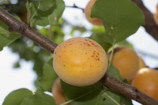 typical apricots of Ligurian riviera called valleggia on the tree