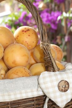 typical apricots of Ligurian riviera called valleggia, in a wicker basket