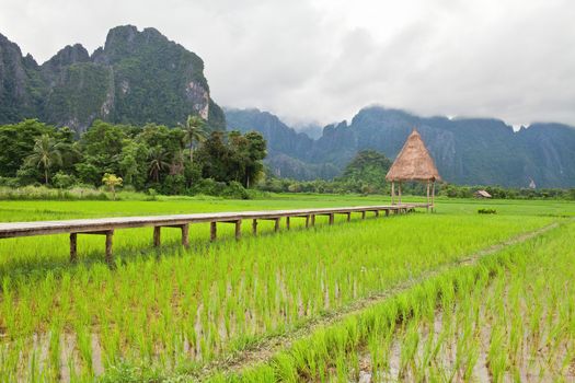 Wooden bridge leading to gazebo in the middle of rice field