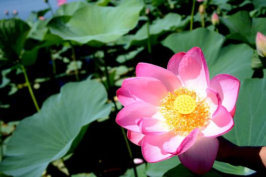 Lotuses in the Volga River flood plain in the Astrakhan region in Russia