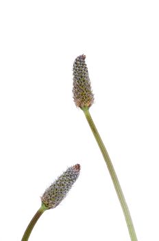 Two Plantago lanceolata blooms with stem isolated on white background.