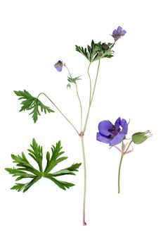 Meadow Cranesbill and details of leaf and bloom beside isolated on white background.
