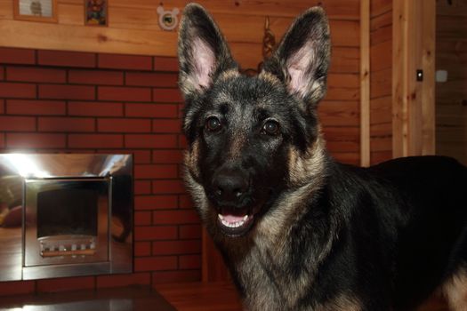 German Shepherd puppy in a wooden house with a fireplace.