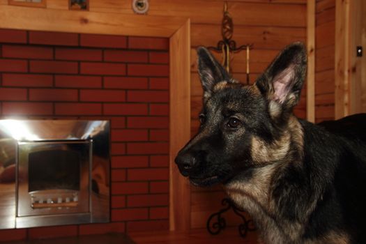 German Shepherd puppy in a wooden house with a fireplace.