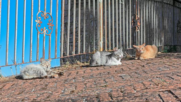 three cats in the sun