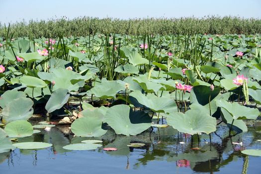 Fields of lotuses in the Volga River flood plain in the Astrakhan region in Russia