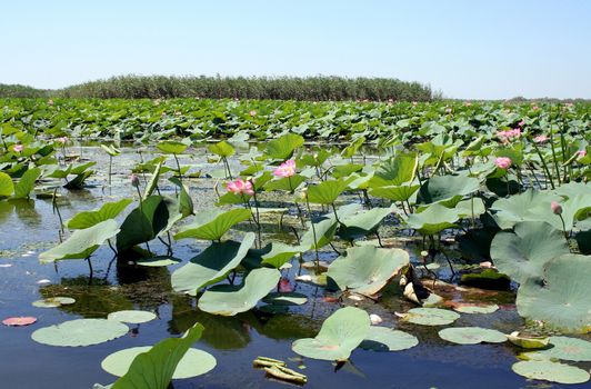 Fields of lotuses in the Volga River flood plain in the Astrakhan region in Russia