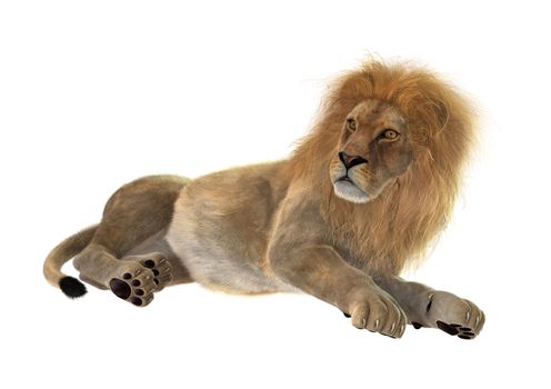 3D digital render of a male lion resting isolated on white background